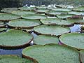 Brazil Iguacu Central Amazon worldtimezone